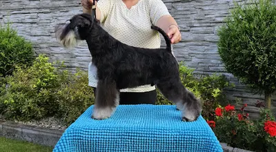 Salon Pielęgnacji Psów FOR DOG